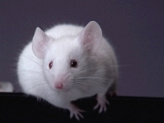 000824_Mouse_resize